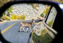 When You Hit a Deer With Your Car Deer With Your Car